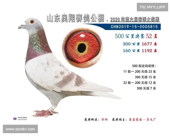 潍坊信鸽竞翔云端直播 鸢都全城聚焦精彩赛事