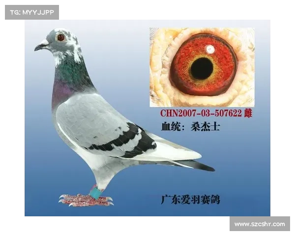 爱羽赛事系统操作—爱羽赛鸽直播网赛 爱羽赛事系统操作—爱羽赛鸽直播网赛